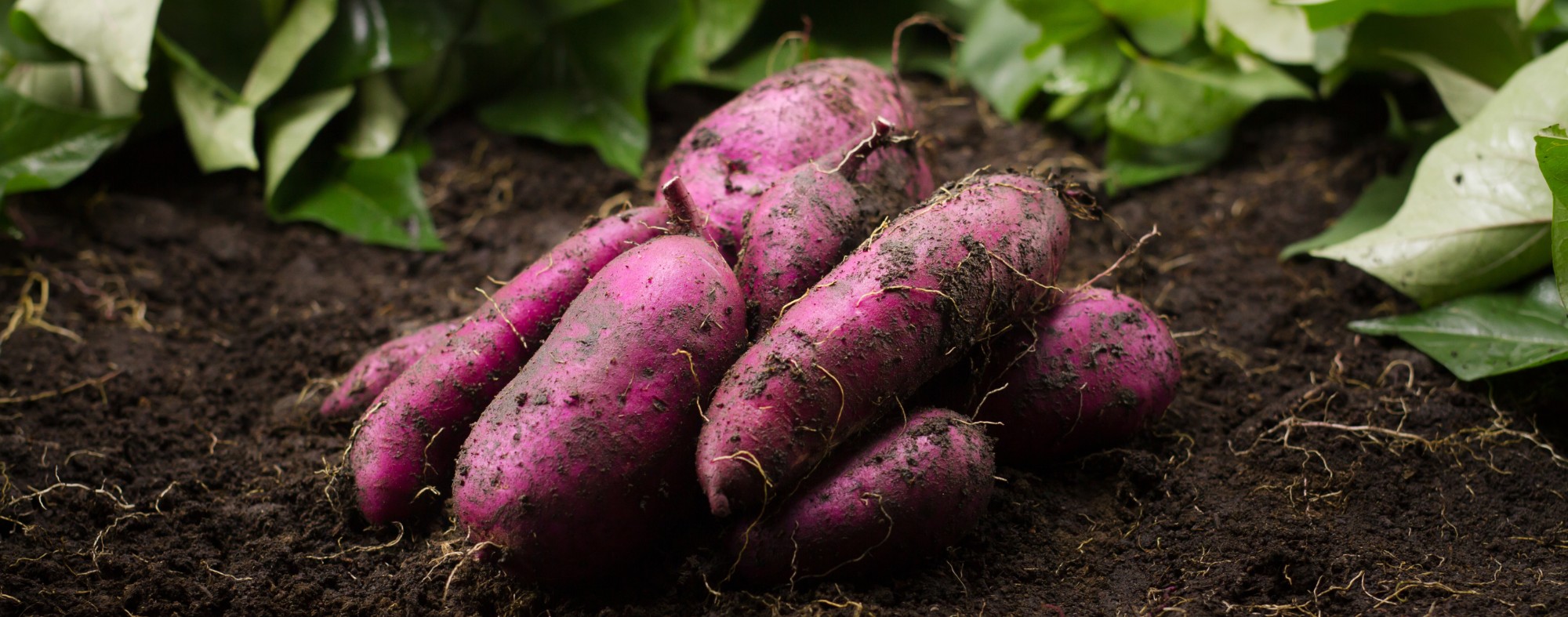 Sweet Potato